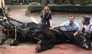 Several Tourists Injured in Savannah Horse Carriage Accident.